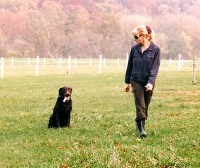 Keystone Dog Training York Pa Keystone Dog Training York Pa
